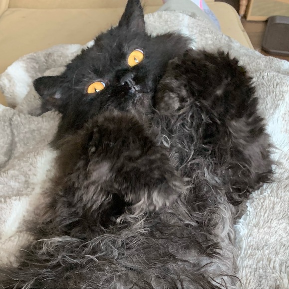 Meet your Posher, Pamela - Picture 6 of 11